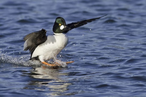 Common Goldeneye (Bucephala clangula) male flying, Manitoba, Canada