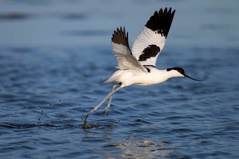 Avocet (Recurvirostra avosetta), Texel, Netherlands