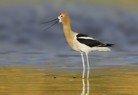 American Avocet (Recurvirostra americana), Alberta, Canada