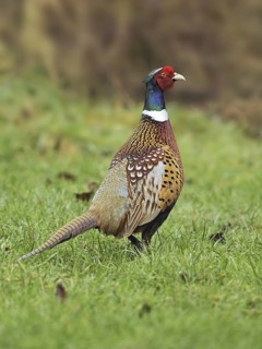 Common Pheasant (Phasianus colchicus) male, British Columbia, Canada