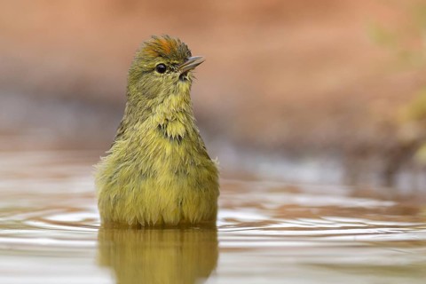 Orange-crowned Warbler (Leiothlypis celata) bathing, Texas, USA