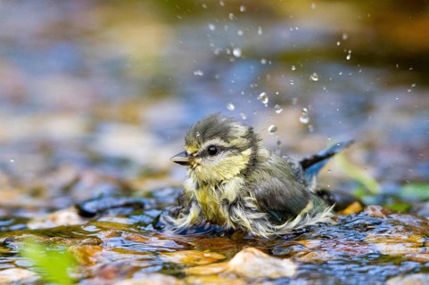 Eurasian Blue Tit (Cyanistes caeruleus) juvenile bathing at little stream, Mecklenburg-Western