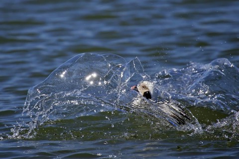 Long-tailed Duck (Clangula hyemalis) male, Mecklenburg-Western Pomerania, Germany