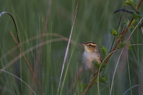 Aquatic Warbler (Acrocephalus paludicola), Poland