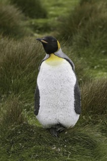 King Penguin (Aptenodytes patagonicus), Falkland Islands