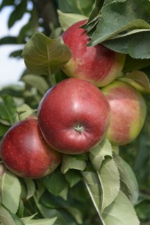 Columnar apple (Malus domestica 'Redcats'),  Veitshöchheim, Bavaria, Germany