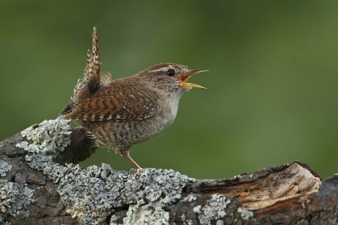 Eurasian Wren (Troglodytes troglodytes) singing, Rhineland-Palatinate, Germany