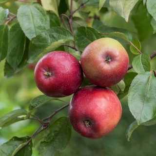 Apple (Malus domestica 'Berner Rosenapfel'),  Germany