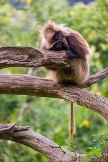 Portrait of an adult male Gelada (Theropithecus gelada), or bleeding-heart monkey, resting on a log