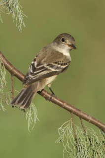 Alder Flycatcher (Empidonax alnorum), Texas, USA