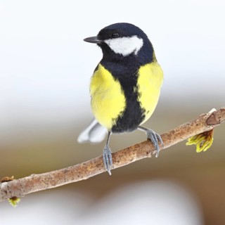 Great Tit (Parus major), sitting on a branch overgrown with moss and lichen, Wildlife, Animals,