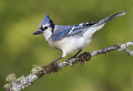 Blue Jay (Cyanocitta cristata), Maryland, USA