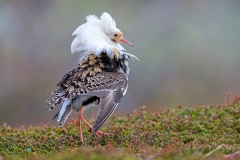 Ruff, (Philomachus pugnax), animals, birds, plumage during mating season, snipe bird, courtship,