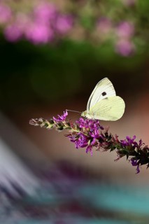 A Cabbage butterfly (Pieris brassicae) sucking nectar on the flower of the purple loosestrife