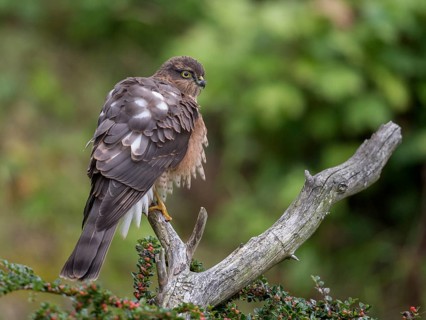 Eurasian Sparrowhawk (Accipiter nisus) female, Wales, United Kingdom