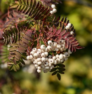 White-fruited mountain ash (Sorbus koehneana), Anhalt University of Applied Sciences, Germany