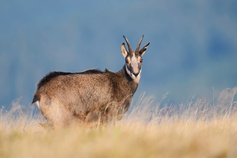 Chamois (Rupicapra rupicapra) in autumn, Vosges, France