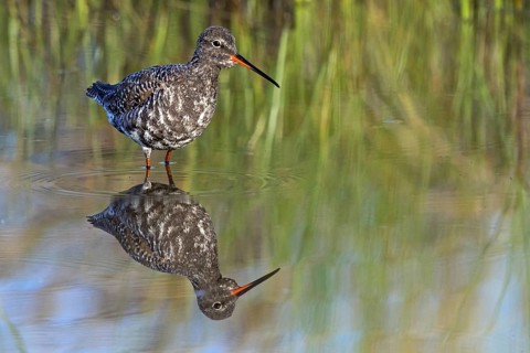 Spotted Redshank, (Sringa erythropus), foraging in water, water bodies, plover-like, Wadi Darbat,