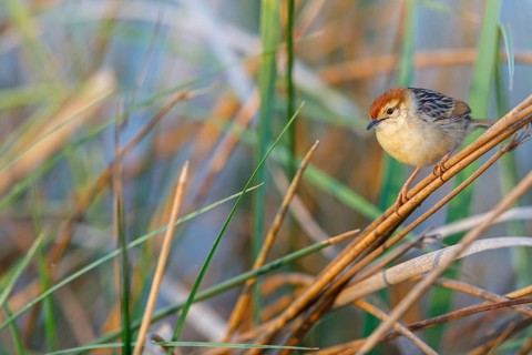 Vley's Cisticola, (Cisticola tinniens), biotope, habitat, perch, False Bay Nature Reserve Stran,