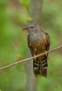 Plaintive Cuckoo (Cacomantis merulinus) male, Darjeeling, India