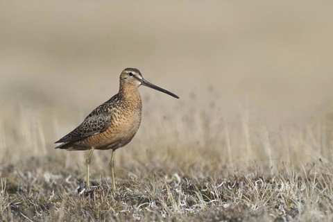 Long-billed Dowitcher (Limnodromus scolopaceus) male, Alaska, USA