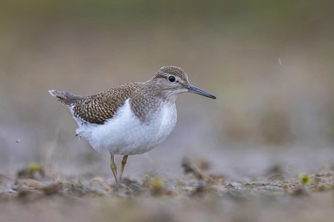 Common Sandpiper (Actitis hypoleucos) foraging, North Rhine-Westphalia, Germany
