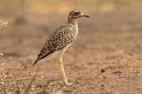 Kaptriel (Burhinus capensis), Lake Baringo, Kenya