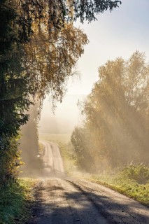 Dirt road in a deciduous forest with sun rays shining through the autumn fog in the countryside