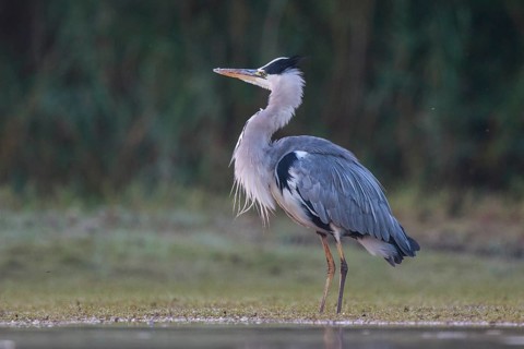 Grey Heron (Ardea cinerea) foraging, North Rhine-Westphalia, Germany