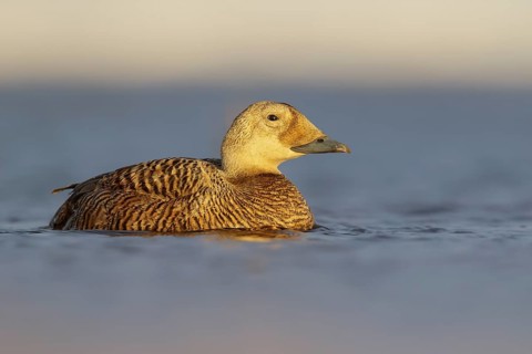 Spectacled Eider (Somateria fischeri) feeding on a small pond on the tundra in Northern Alaska