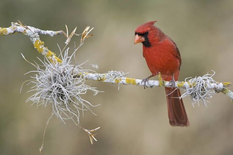 Northern Cardinal (Cardinalis cardinalis), Texas, USA