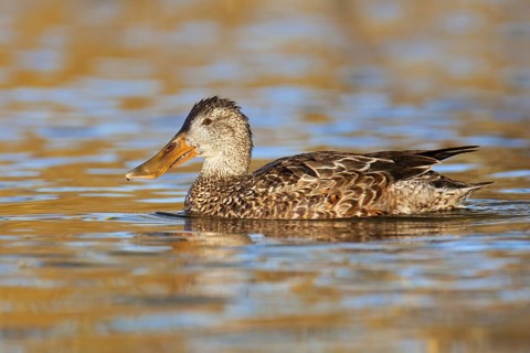 Northern Shoveler (Spatula clypeata) female, British Columbia, Canada