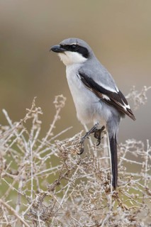 Southern Grey Shrike (Lanius meridionalis) perched on a dried twig, Fuerteventura, Spain