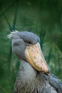 Portrait of big beak bird Shoebill, Balaeniceps rex, Uganda