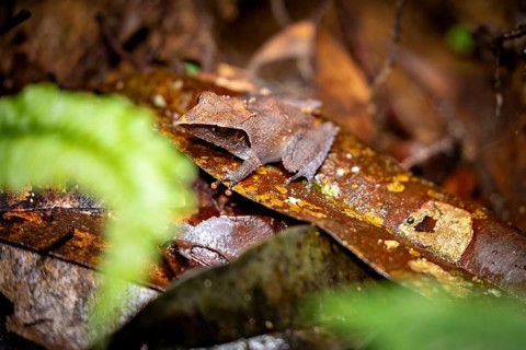 A brown frog is camouflaged on a leaf in the dense, humid forest, the toad frog (Megophrys nasutus)