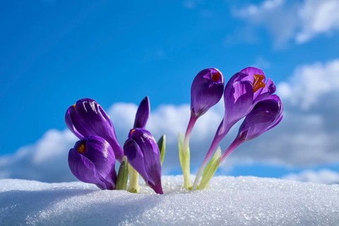 Purple crocuses sprouting through snow against a cloudy sky, spring, Bavaria, Germany