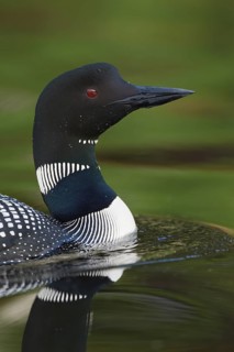 Common Loon : Lake Nettie : Presque Isle County, MI