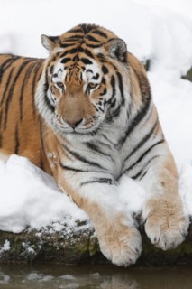 Siberian tiger (Panthera tigris altaica) lying in the snow, captive, Germany