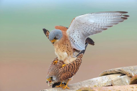 Kestrel, (Falco tinnunculus), falcon family, falcons, male and female, mating, copula, rooftop,