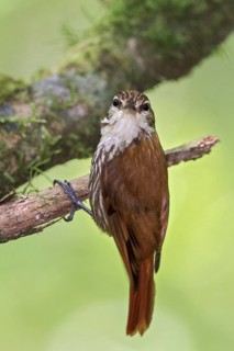 Streaked Xenops (Xenops rutilans) perched on a branch in the Atlantic rainforest of southeast