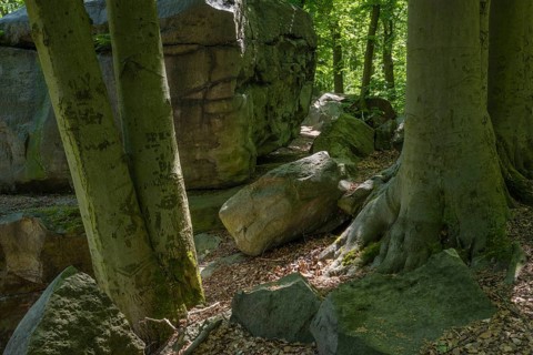 Rocks in green beech forest, Ore Mountains, Czech Republic, May 2024