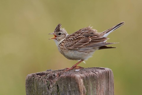 Eurasian Skylark (Alauda arvensis) singing from pale, North Rhine-Westphalia, Germany