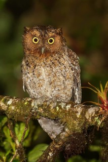 Bare-shanked Screech-Owl (Otus clarkii) perched on a branch in Costa Rica