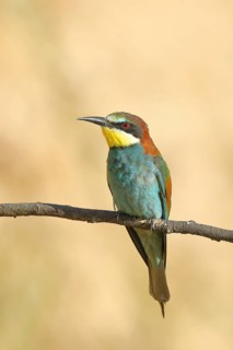Bee-eater (Merops apiaster) sitting on a branch, front view, Rhineland-Palatinate, Germany