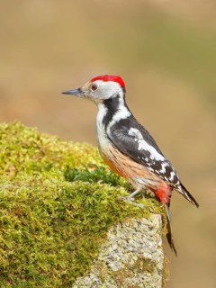 Middle Spotted Woodpecker (Dendrocopos medius), male sitting on a stone covered with moss,