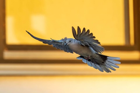 A dynamically flying pigeon with wide-spread wings in front of a yellow window frame, Eurasian