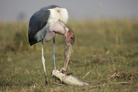 Marabou Stork (Leptoptilos crumenifer) feeding on a large catfish, Chobe, Botswana