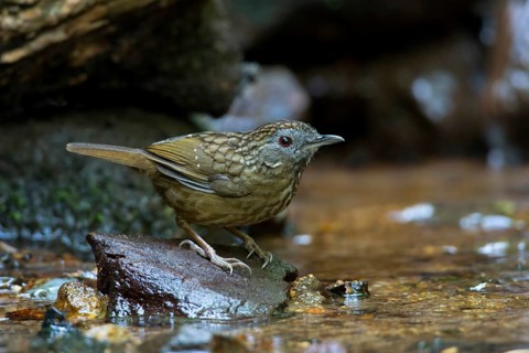 Streaked Wren-Babbler (Napothera brevicaudata), Thailand