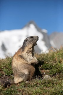 One adult Alpine Marmot, Marmota marmota, sitting in front of the Grossglockner mountain in bright