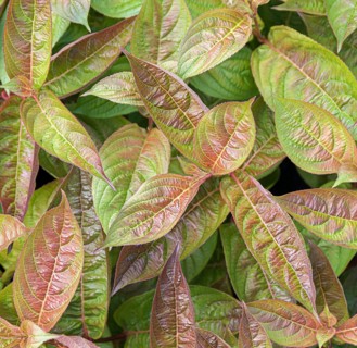 Weigela (Weigela 'Wings of Fire'), BS Sämann, Germany